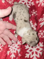 Blue Merle Boy, a male Chihuahua for sale in Dublin, GA – 2 of 5