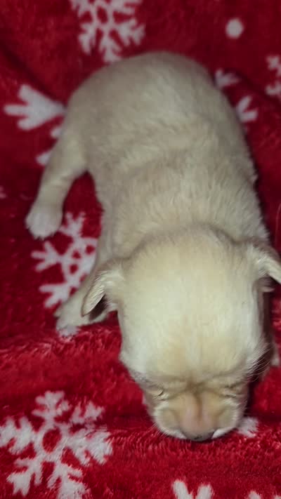 Long hair Cream Girl, a female Chihuahua for sale in Dublin, GA – 4 of 6