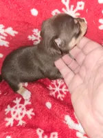 Chocolate Girl, a female Chihuahua for sale in Dublin, GA – 2 of 6