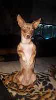 Long Hair Blue Boy, a male Chihuahua for sale in Dublin, GA – 5 of 5