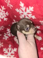 Chocolate Girl, a female Chihuahua for sale in Dublin, GA – 1 of 6