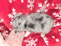 Long Hair Blue Merle Boy , a male Chihuahua for sale in Dublin, GA – Photo 3 of 5