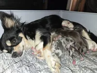 Long Hair Blue Merle Boy , a male Chihuahua for sale in Dublin, GA – Photo 4 of 5