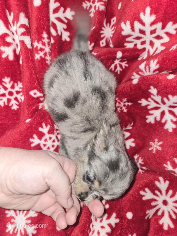 Long Hair Blue Merle Boy , a male Chihuahua for sale in Dublin, GA – Photo 1 of 5