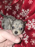 Long Hair Blue Merle Boy , a male Chihuahua for sale in Dublin, GA – Photo 2 of 5