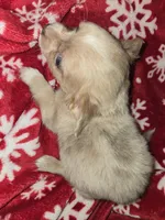 TINY Long Hair Blue Merle boy, a male Chihuahua for sale in Dublin, GA – 3 of 8