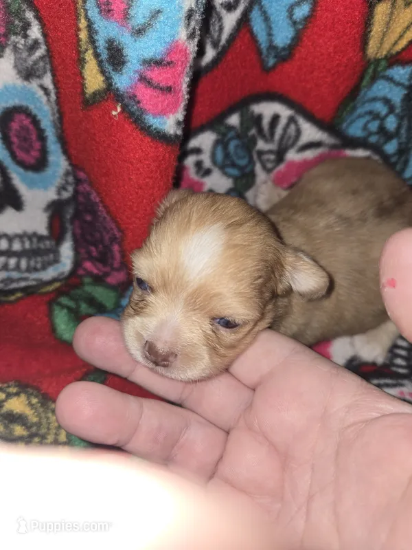 Long Hair Choc merle Girl – Chihuahua puppy for sale in Montrose, GA
