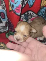 Long Hair Choc merle Girl, a female Chihuahua for sale in Montrose, GA – 1 of 6