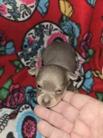 Blue Girl, a female Chihuahua for sale in Montrose, GA – 5 of 7