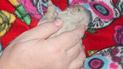 Long hair Merle girl, a female Chihuahua for sale in Montrose, GA – 5 of 6