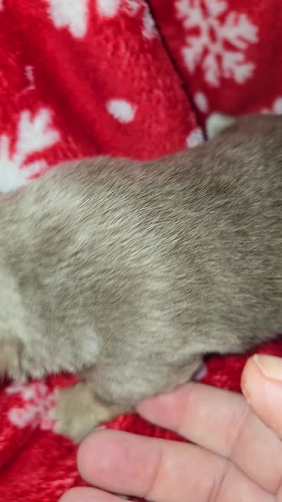 Long Hair Blue Boy, a male Chihuahua for sale in Dublin, GA – 3 of 5