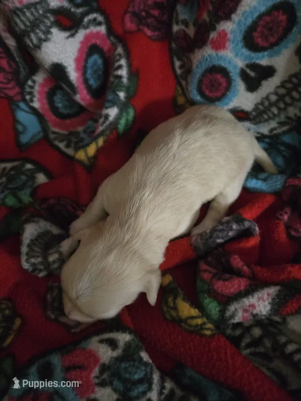 Long hair Cream girl – Chihuahua puppy for sale in Montrose, GA