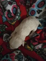 Long hair Cream girl, a female Chihuahua for sale in Montrose, GA – 1 of 6