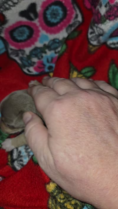 Blue Girl, a female Chihuahua for sale in Montrose, GA – 5 of 6