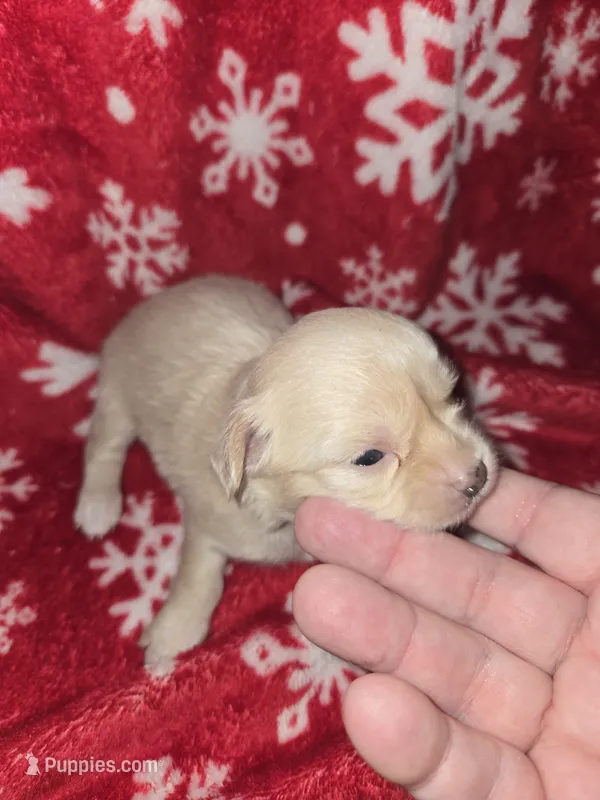 Long hair Cream Girl – Chihuahua puppy for sale in Dublin, GA
