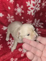 Long hair Cream Girl, a female Chihuahua for sale in Dublin, GA – 1 of 6
