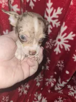 TINY Blue Merle Boy, a male Chihuahua for sale in Montrose, GA – 2 of 7