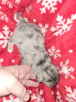 Long Hair Merle Boy , a male Chihuahua for sale in Dublin, GA – 3 of 6