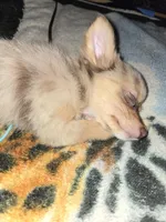 Long hair Merl Girl/Grn eyes, a female Chihuahua for sale in Dublin, GA – Photo 3 of 9