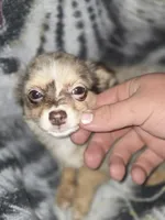 Long hair Merl Girl/Grn eyes, a female Chihuahua for sale in Dublin, GA – Photo 6 of 9