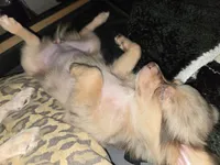 Long hair Merl Girl/Grn eyes, a female Chihuahua for sale in Dublin, GA – Photo 2 of 9