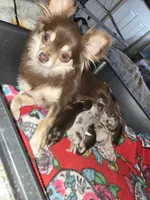 Long hair Merl Girl/Grn eyes, a female Chihuahua for sale in Dublin, GA – Photo 9 of 9