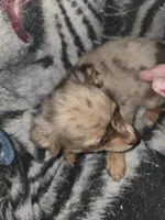 Long hair Merl Girl/Grn eyes, a female Chihuahua for sale in Dublin, GA – Photo 5 of 9