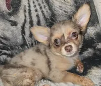 Long hair Merl Girl/Grn eyes, a female Chihuahua for sale in Dublin, GA – Photo 1 of 9