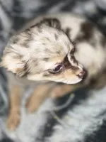 Long hair Merl Girl/Grn eyes, a female Chihuahua for sale in Dublin, GA – Photo 7 of 9