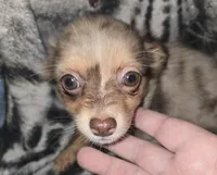 Long hair Merl Girl/Grn eyes, a female Chihuahua for sale in Dublin, GA – Photo 4 of 9