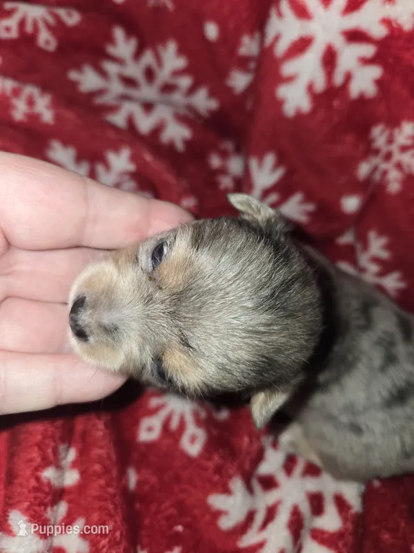 Long Hair Merle Boy  – Chihuahua puppy for sale in Dublin, GA