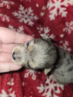 Long Hair Merle Boy , a male Chihuahua for sale in Dublin, GA – 1 of 6
