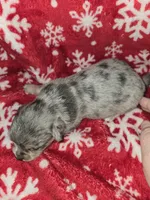 Long Hair Merle Boy , a male Chihuahua for sale in Dublin, GA – 2 of 6