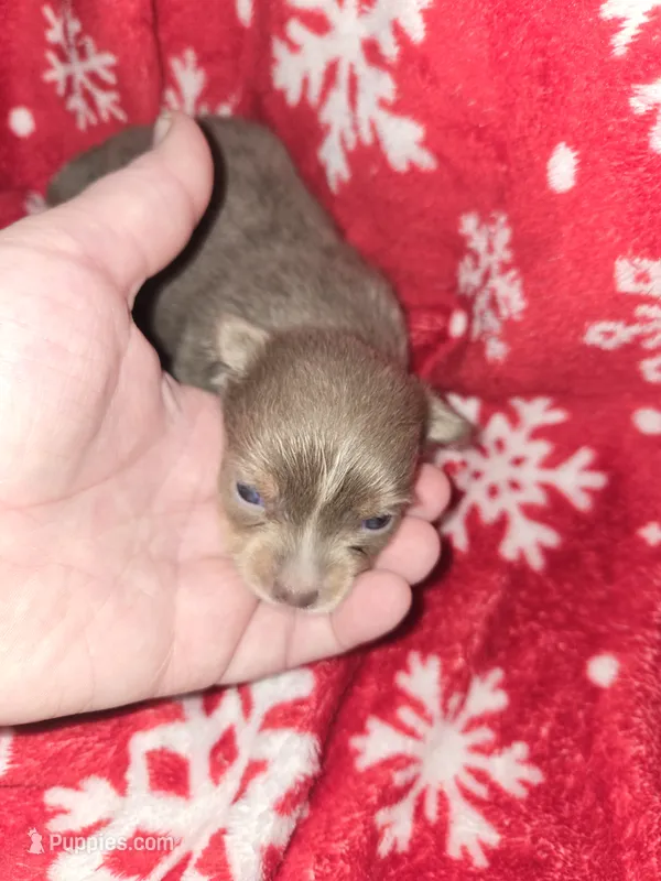 Long Hair Blue Boy – Chihuahua puppy for sale in Dublin, GA