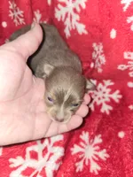 Long Hair Blue Boy, a male Chihuahua for sale in Dublin, GA – 1 of 5