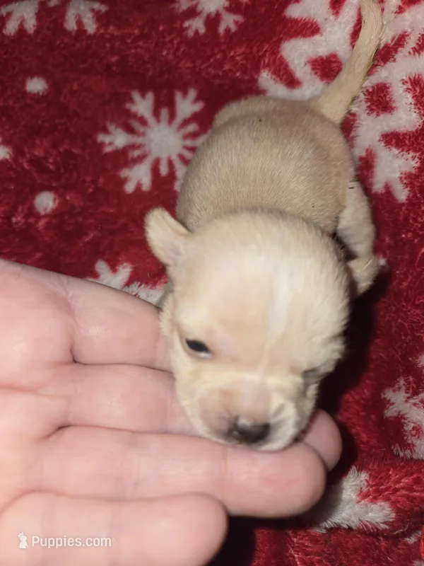 Long Hair Cream Boy 2