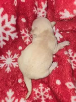 processed/89568538-ac44-4e3d-8fad-01ed1029b16f/listing/4951f376-9d22-48ac-9d2c-fb92e1411bb8/56a03502-0d15-407e-8d01-2ba0f2aa54cb