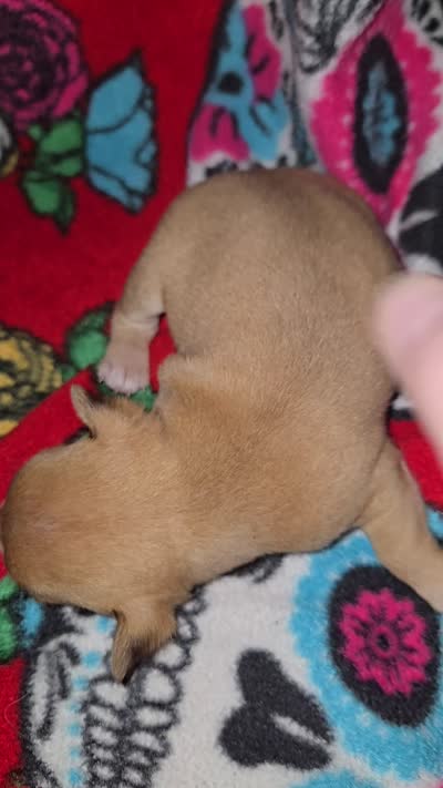 Red Girl runt, a female Chihuahua for sale in Montrose, GA – 2 of 5