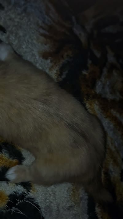 LH Choc merle Girl apple/blue eyes, a female Chihuahua for sale in Montrose, GA – 6 of 6