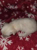 Long hair Cream Girl, a female Chihuahua for sale in Dublin, GA – 3 of 6