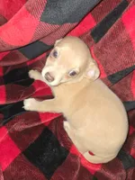 Cream boy , a male Chihuahua for sale in Dublin, GA – 3 of 6