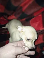 Cream boy , a male Chihuahua for sale in Dublin, GA – 2 of 6