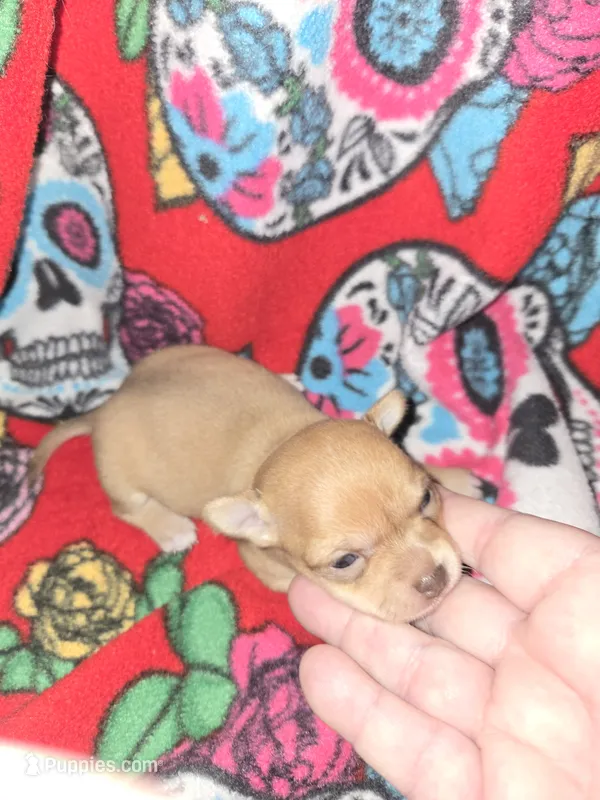 Red Girl runt – Chihuahua puppy for sale in Montrose, GA