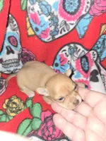 Red Girl runt, a female Chihuahua for sale in Montrose, GA – 1 of 5