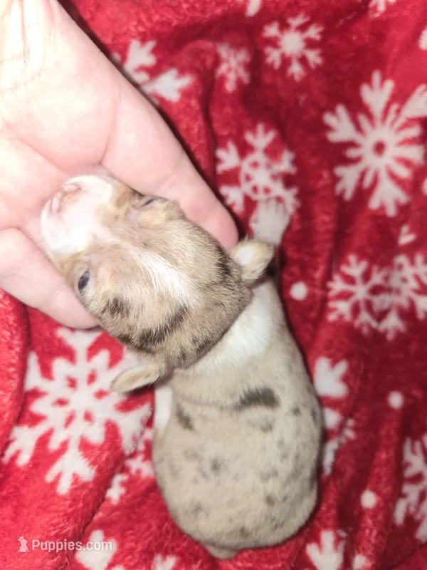 Blue Merle Boy – Chihuahua puppy for sale in Dublin, GA