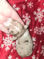 Blue Merle Boy, a male Chihuahua for sale in Dublin, GA – 1 of 5
