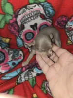 Blue Girl, a female Chihuahua for sale in Montrose, GA – 2 of 6