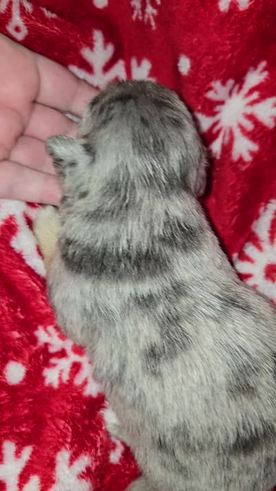 Long Hair Merle Boy , a male Chihuahua for sale in Dublin, GA – 4 of 6
