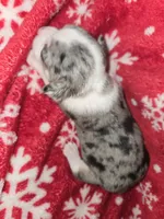 Merle Girl, a female Chihuahua for sale in Dublin, GA – 3 of 6