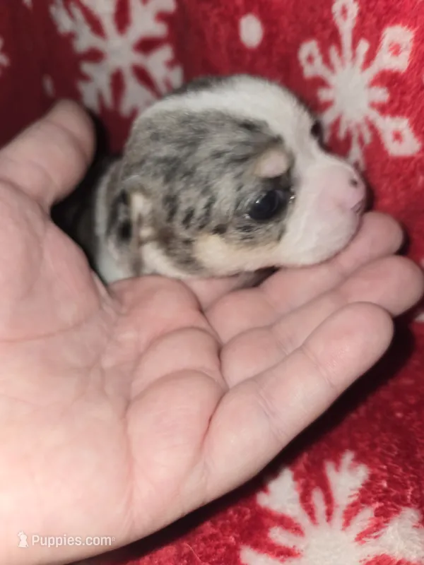 Merle Girl – Chihuahua puppy for sale in Dublin, GA